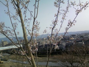 二色の浜公園の桜