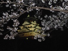 夜桜