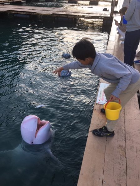 太地のくじら博物館